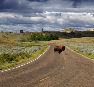 Bison steht auf Stra&szlig;e im Theodore-Roosevelt-Nationalpark in den USA.
