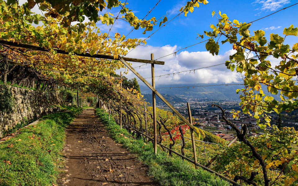 Weinlandschaft in S&uuml;dtirol
