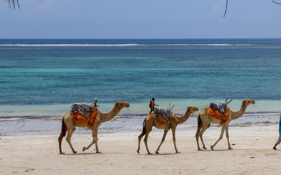 Kamele wandern am Strand entlang in El Gouna im Ägypten Urlaub