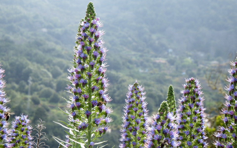 Pflanze auf La Palma