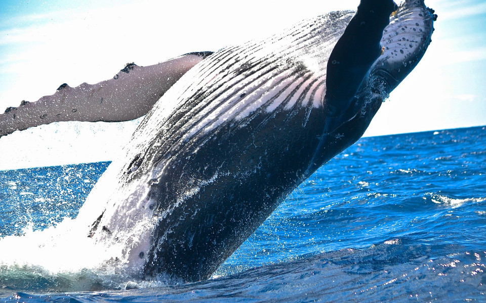 Whale Watching in S&uuml;dafrika