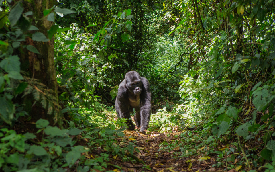 Gorilla im tropischen Regenwald von Uganda, eine beeindruckende Safari-Erfahrung.