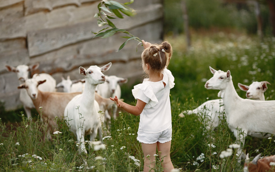 Kind f&uuml;ttert Ziegen in einem Wildpark am Gardasee.