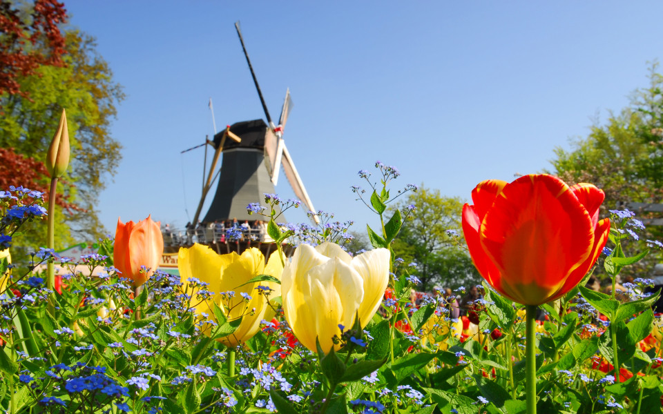 Mühle und Tulpen im Keukenhof Holland während des Kings Days