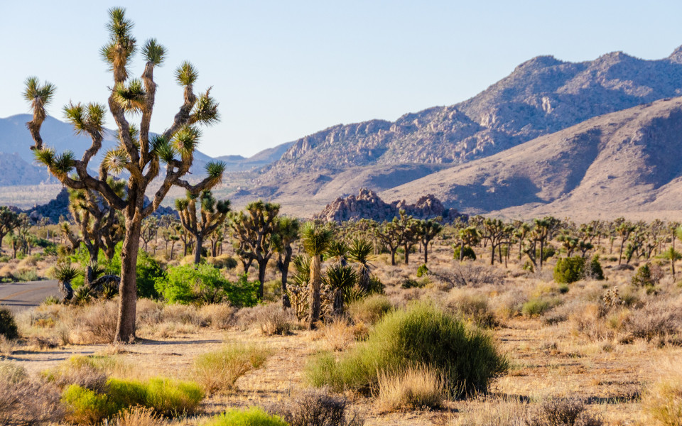 Trockene W&uuml;stenlandschaft im Joshua-Tree-Nationalpark mit zahlreichen Joshua-B&auml;umen, sandigem Boden, vereinzeltem Buschwerk und felsigen Bergen im Hintergrund.
