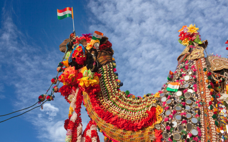 Wundersch&ouml;n und am&uuml;sant geschm&uuml;cktes Kamel mit indischen Flaggen beim Kamelfestival in Bikaner, Rajasthan, Indien