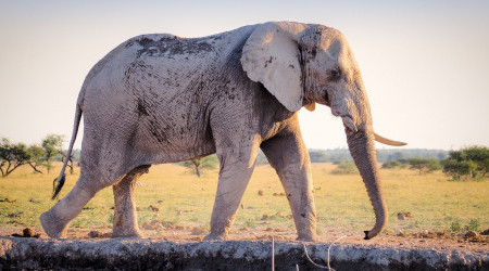 elefant-afrika